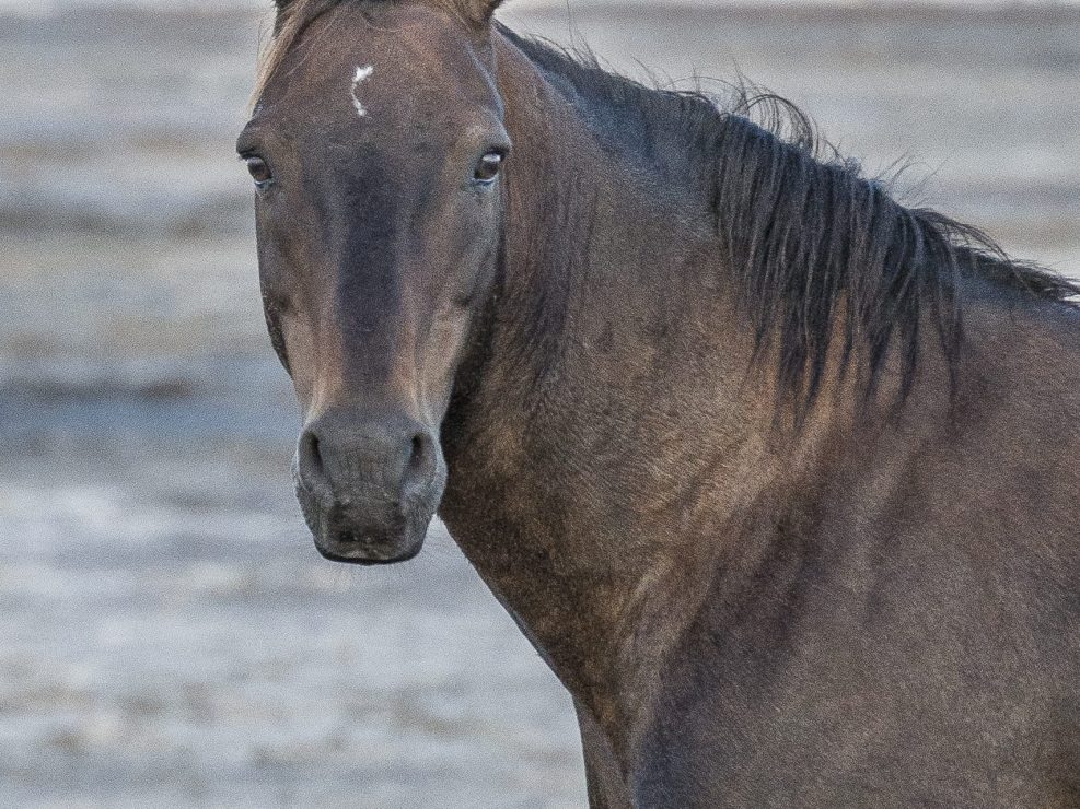 Wild Horses Photography